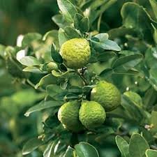 Kaffir Lime